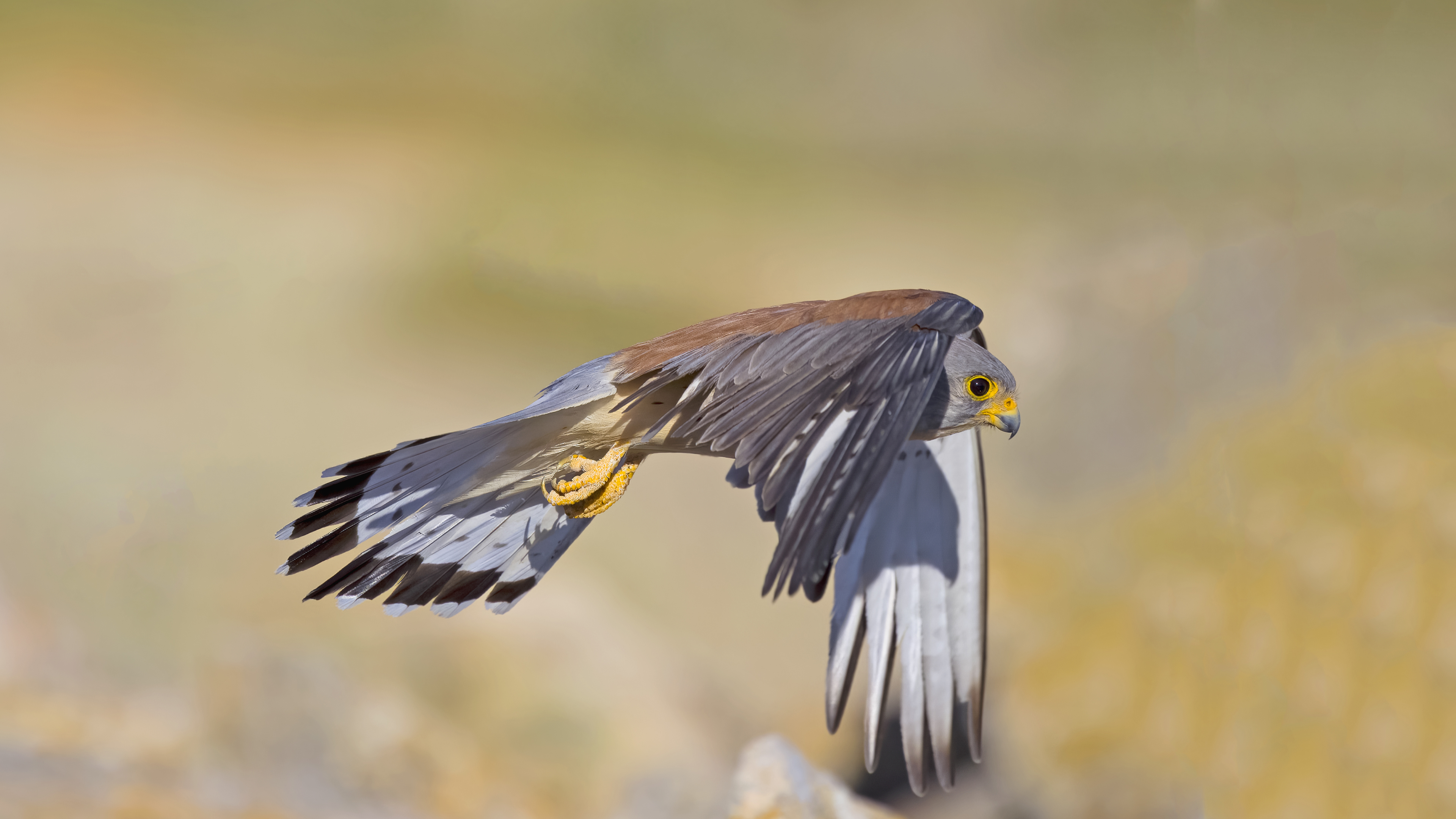 Lesser Kestrel