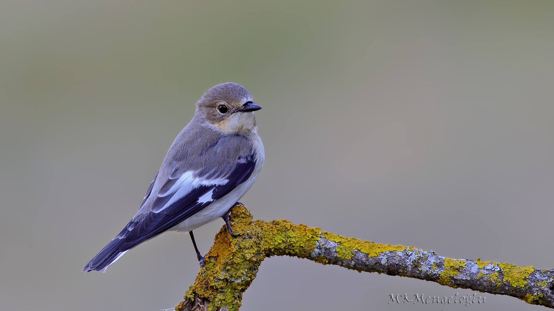 Collared Flycatcher