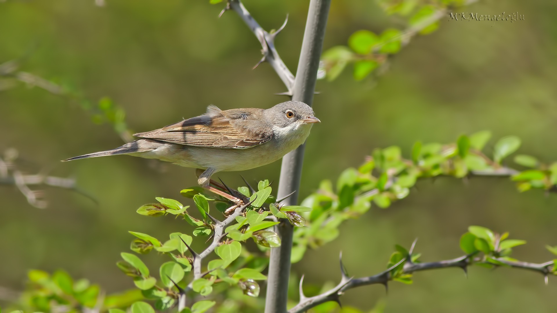 Eastern Olivaceous Warbler