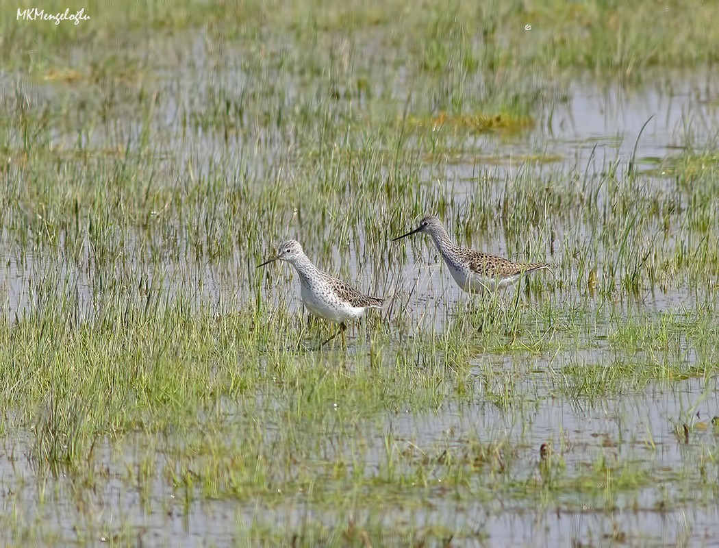 Marsh Sandpiper