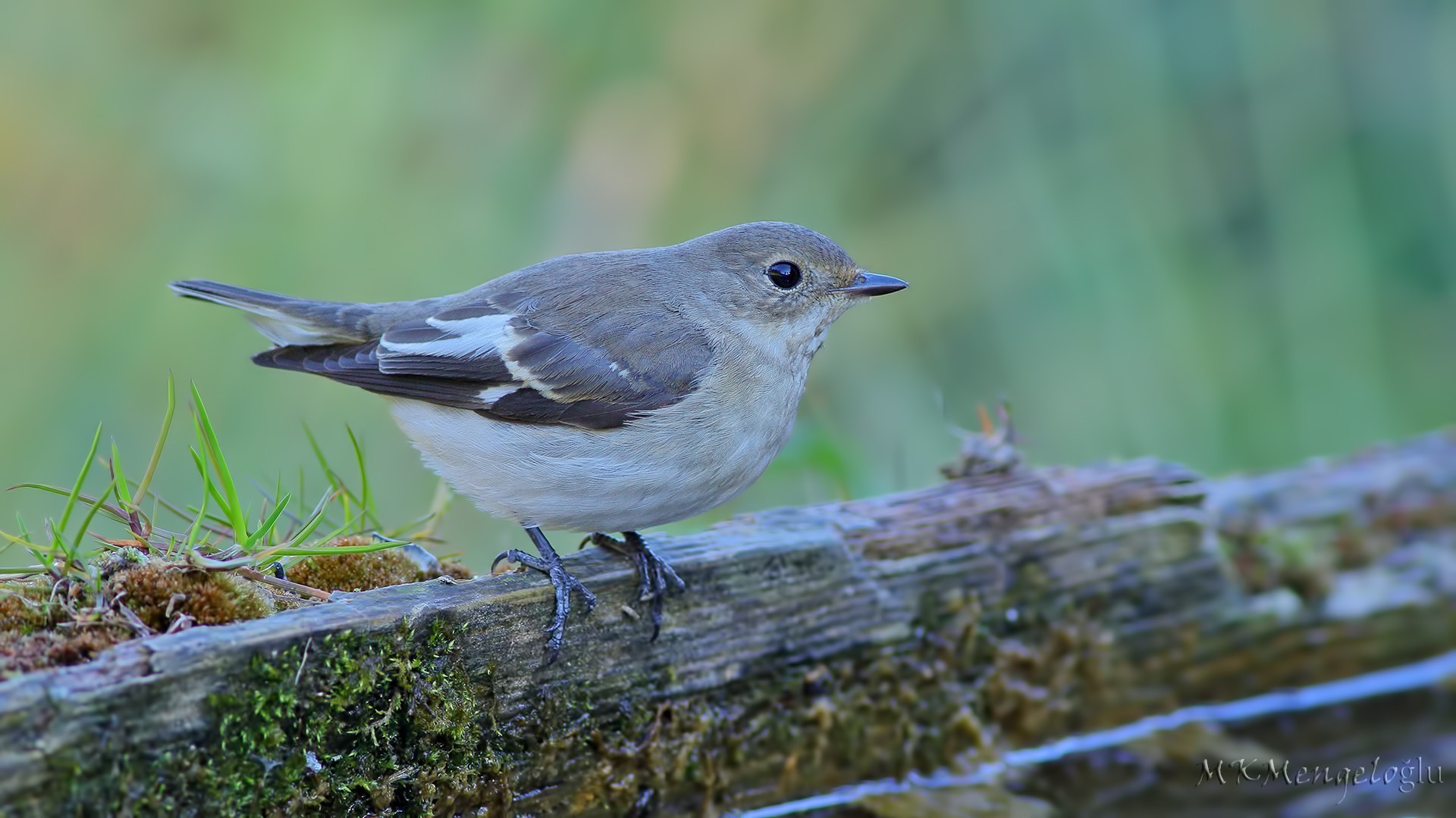 Semi-collared Flycatcher