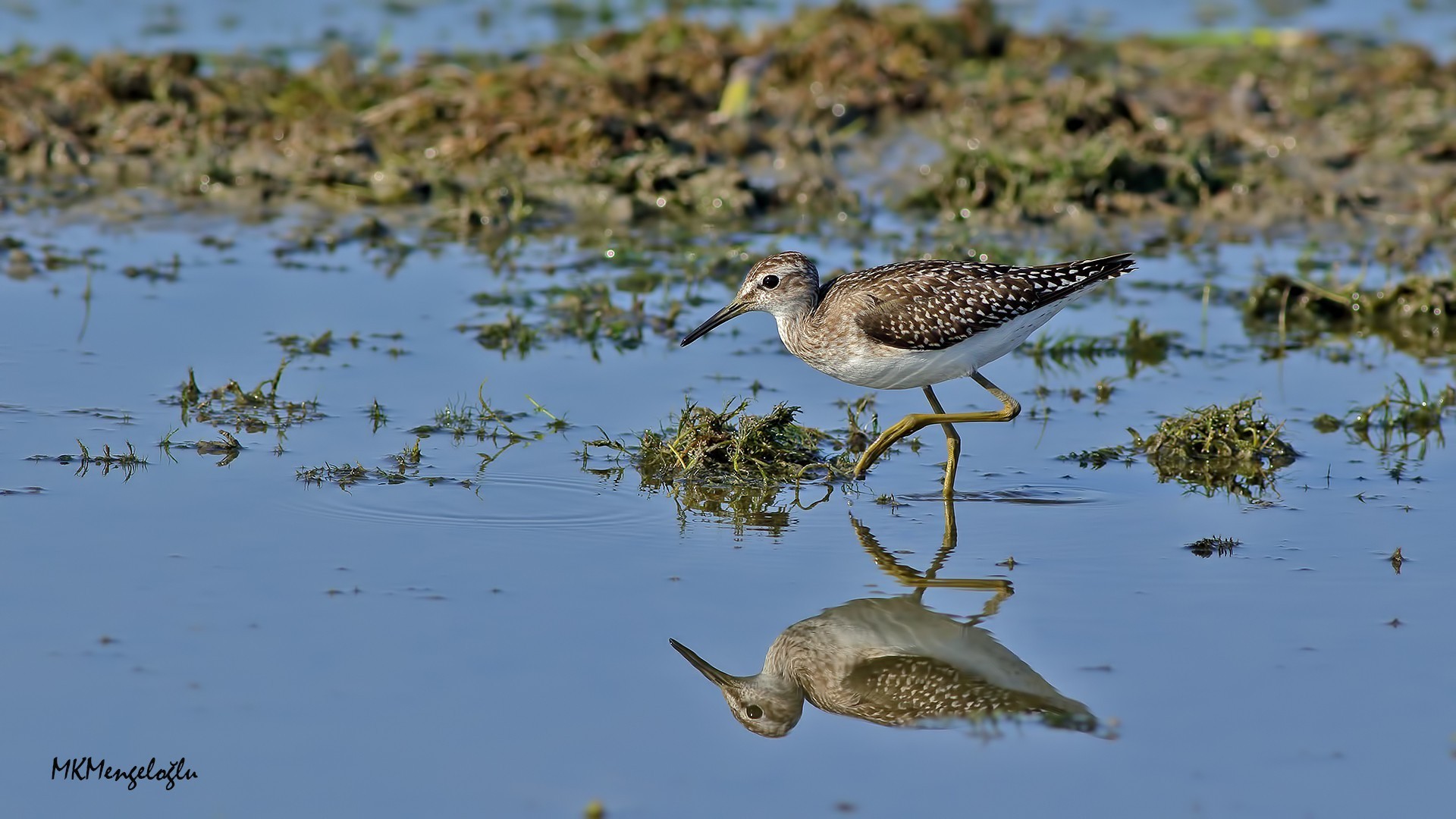 Wood Sandpiper