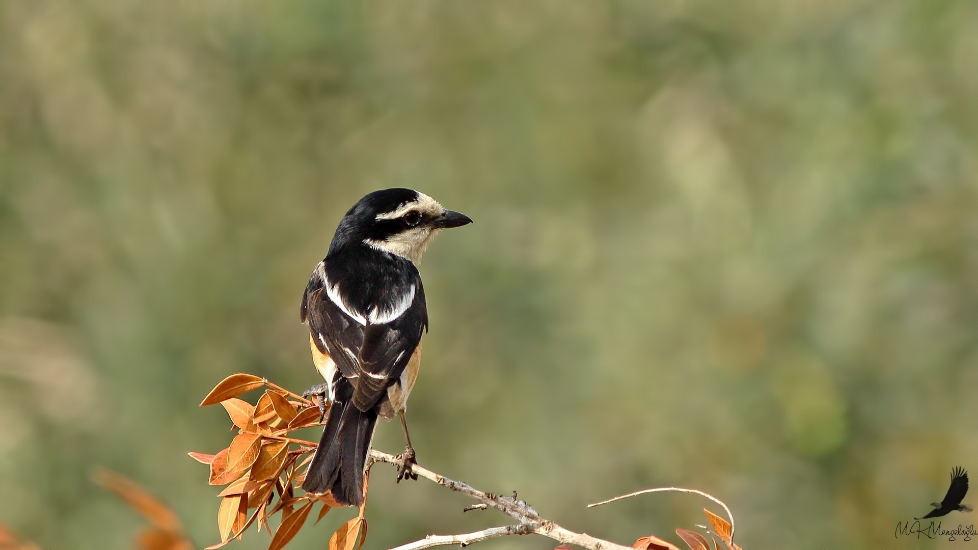 Masked Shrike