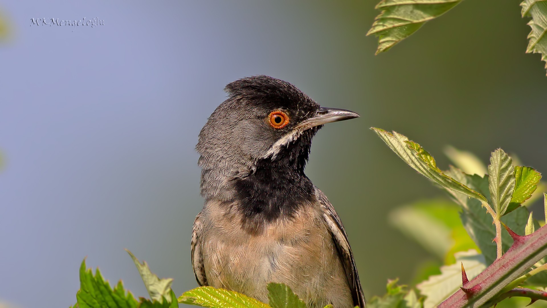 Rüppell's Warbler
