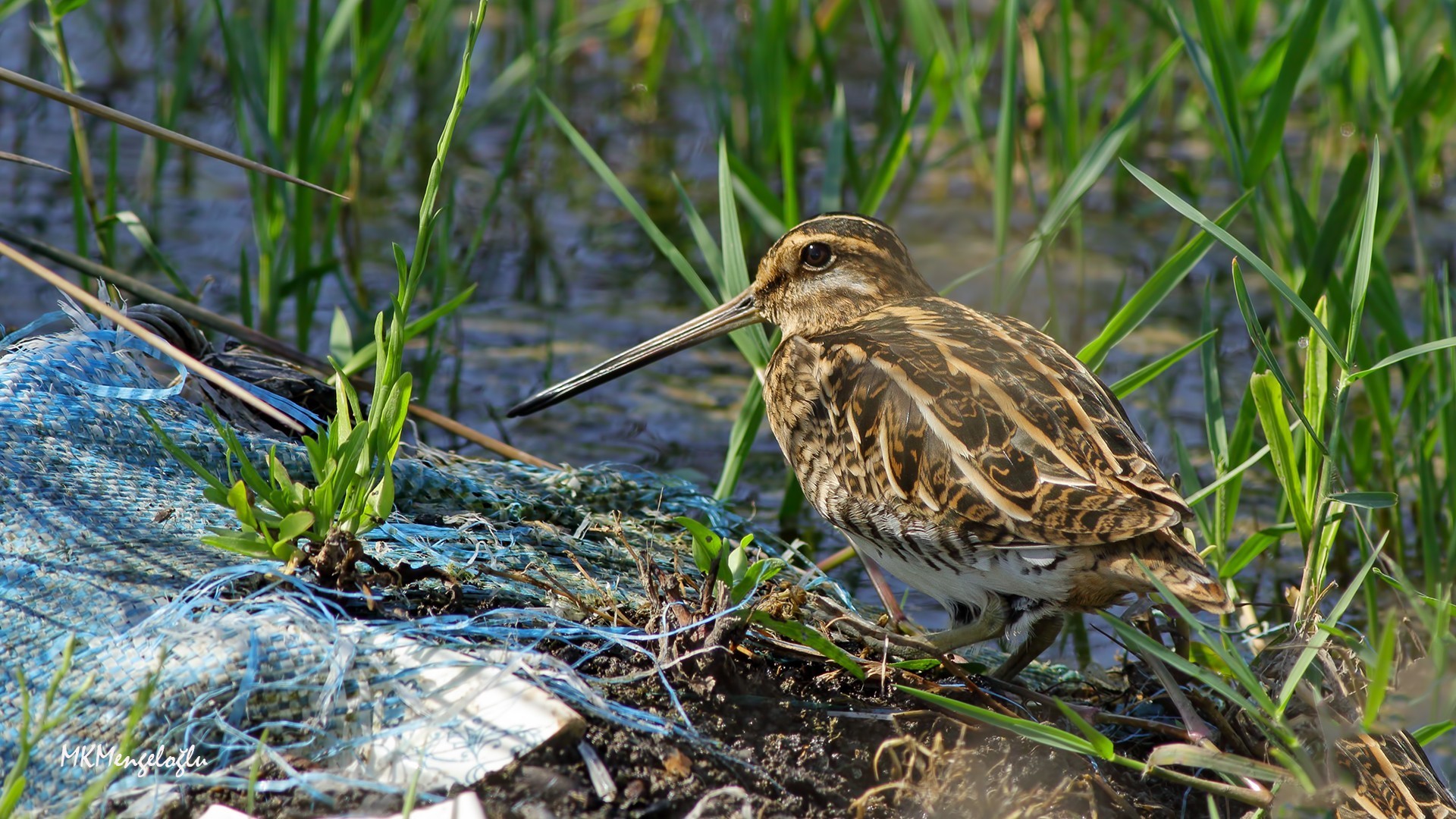Common Snipe