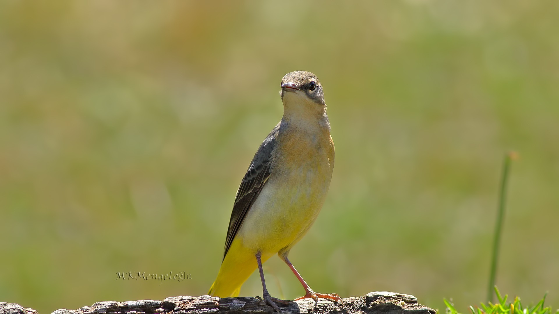 Grey Wagtail