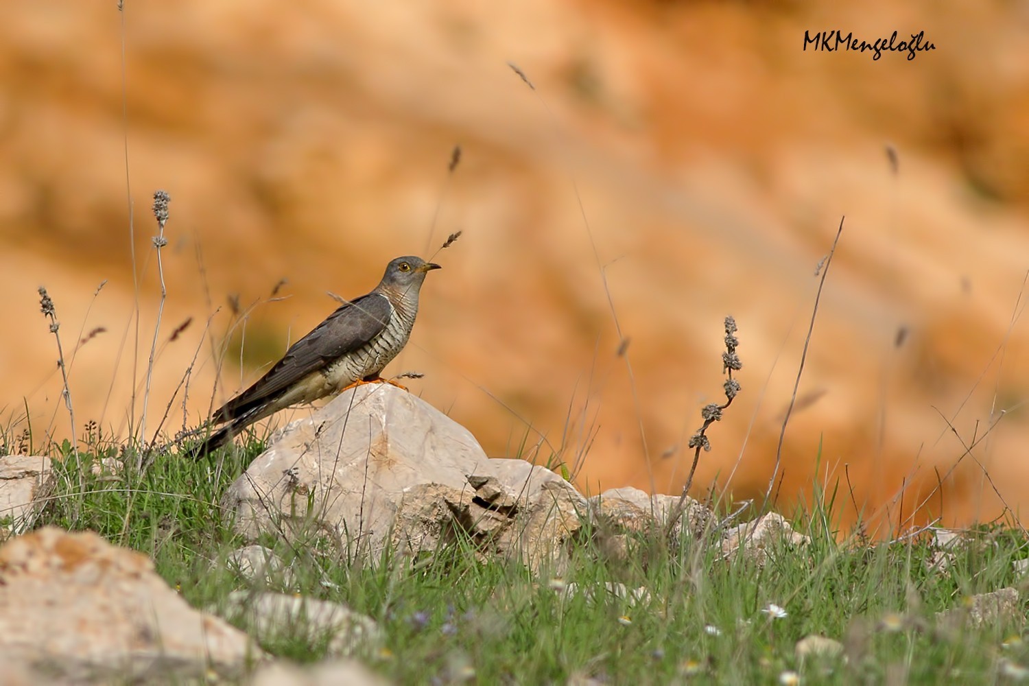 Common Cuckoo