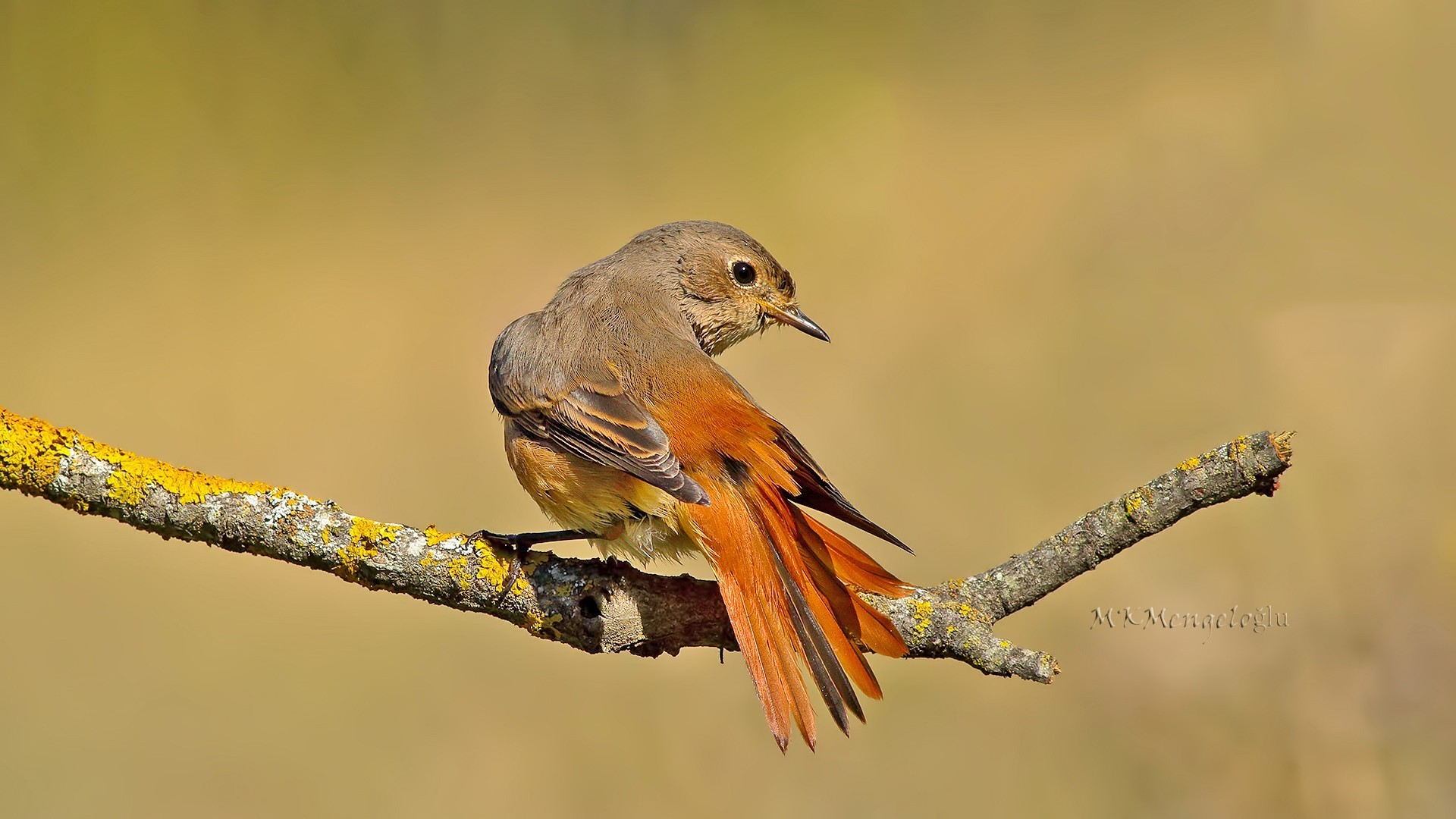 Common Redstart