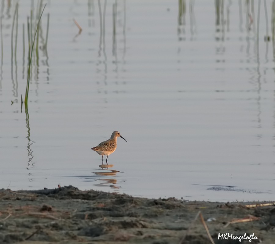 Curlew Sandpiper