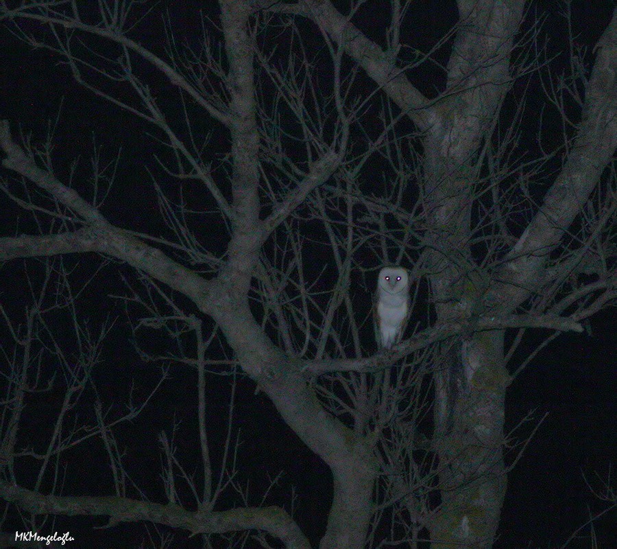 Barn Owl