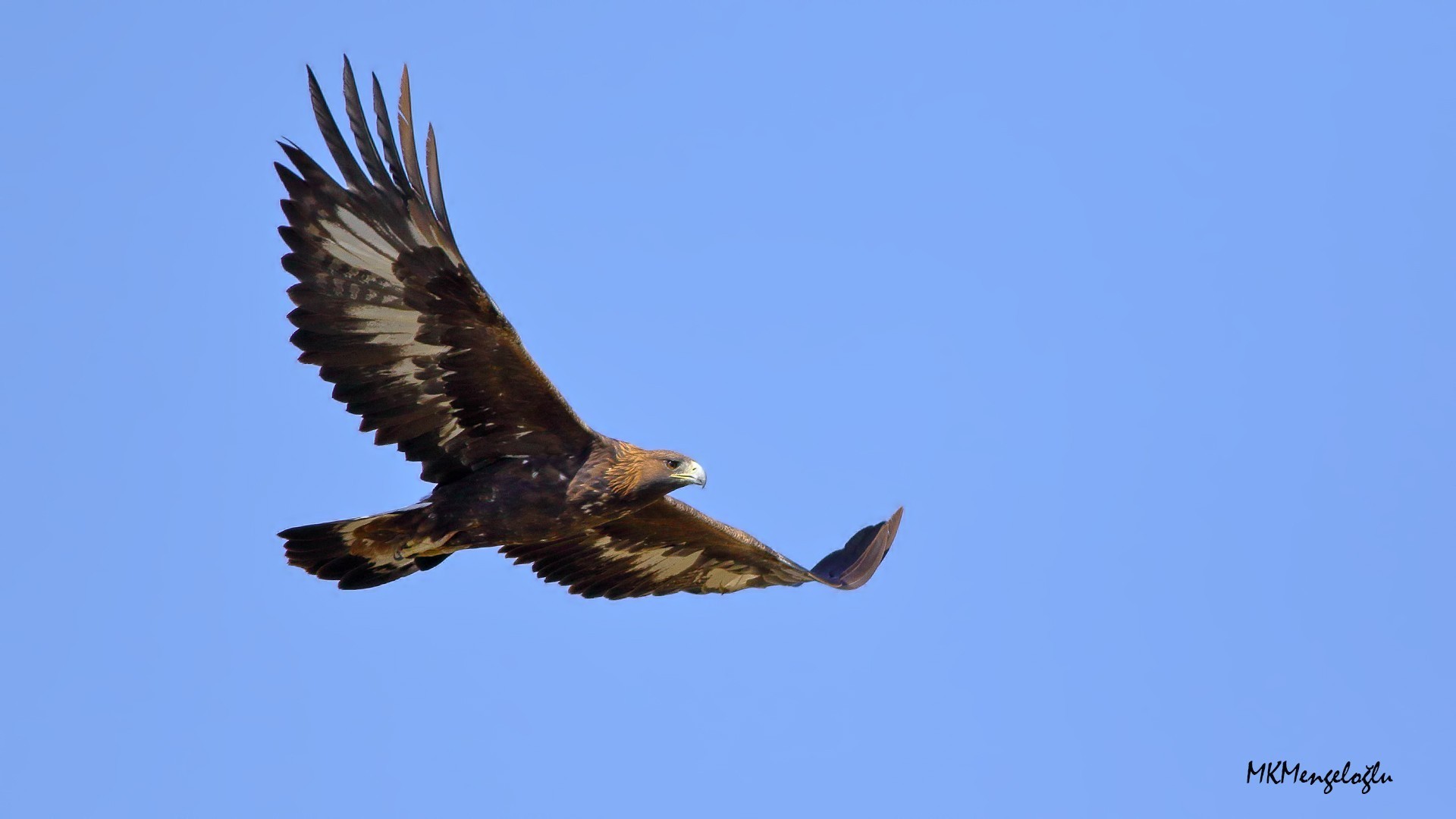 Golden Eagle
