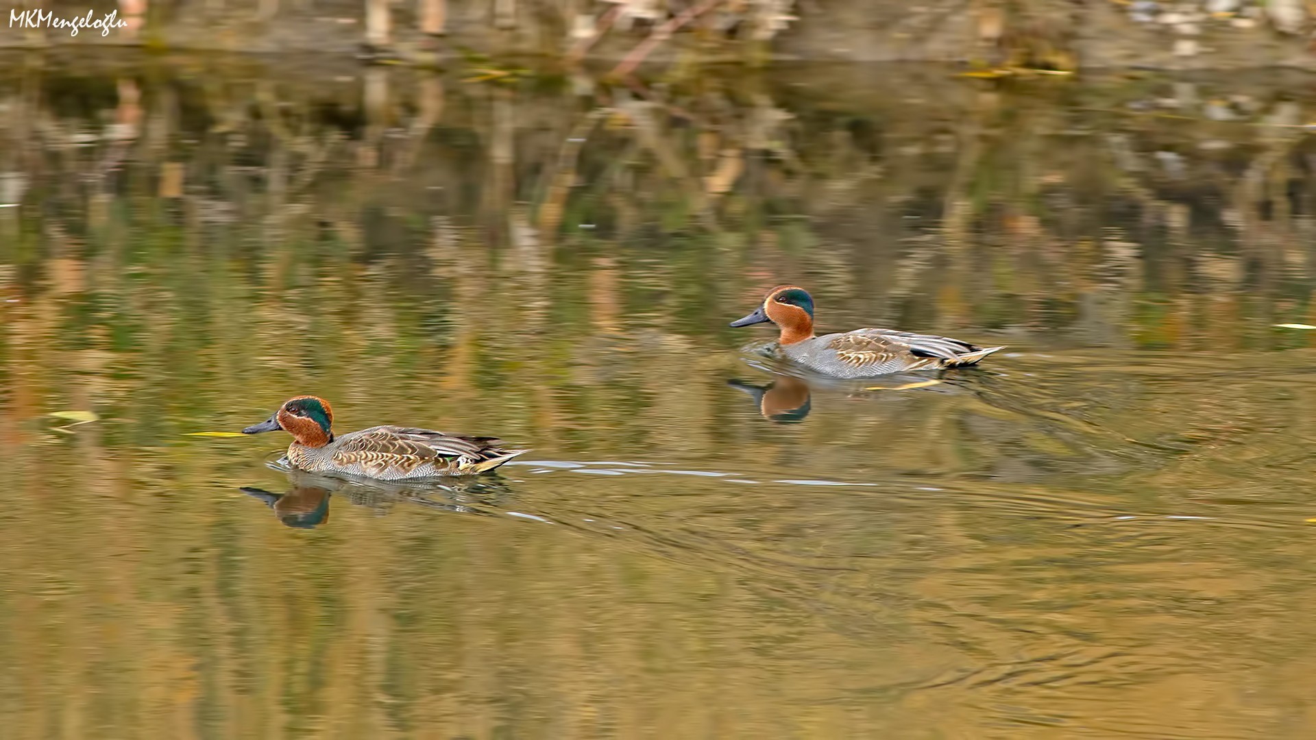 Common Teal