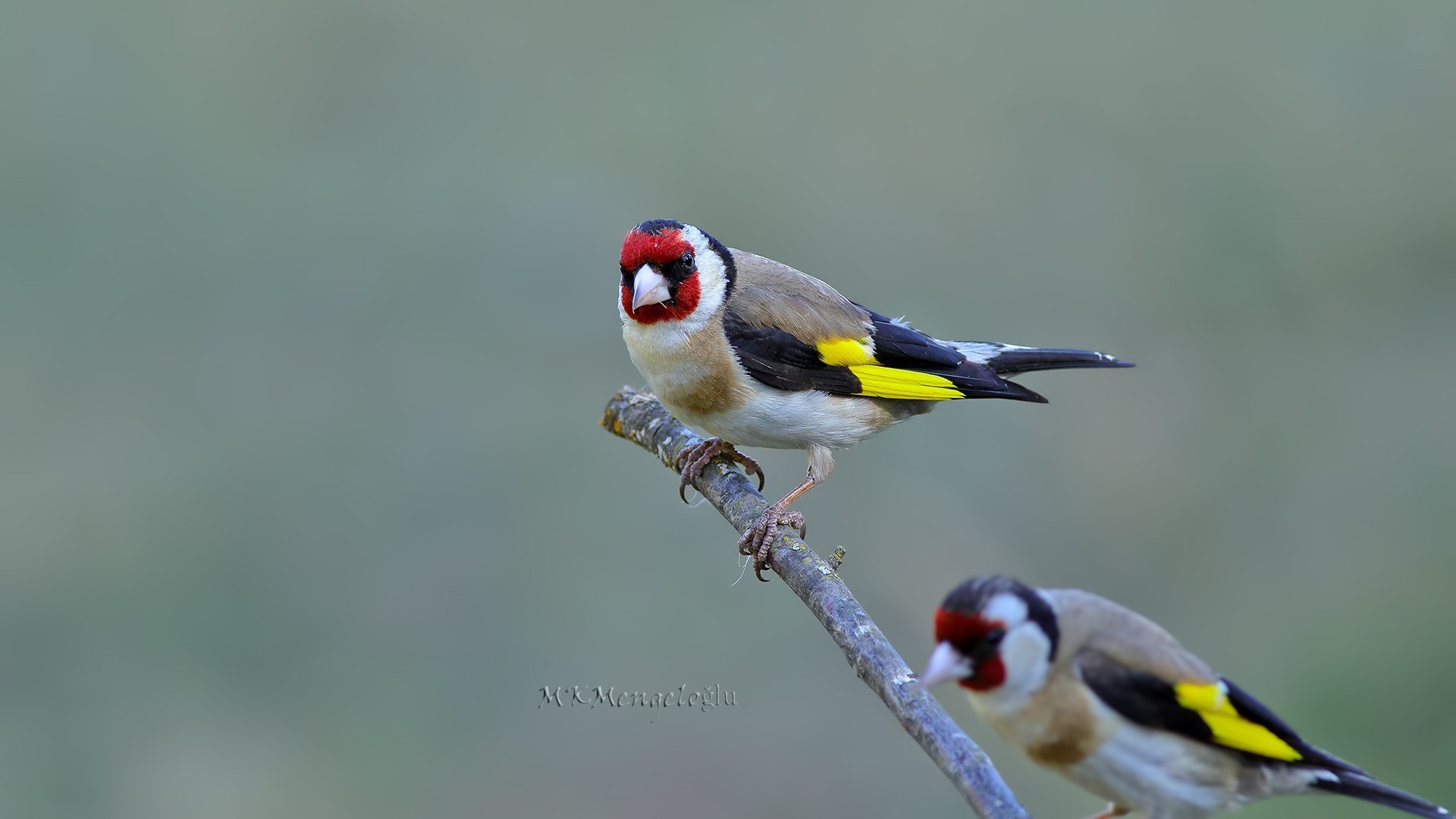 European Goldfinch