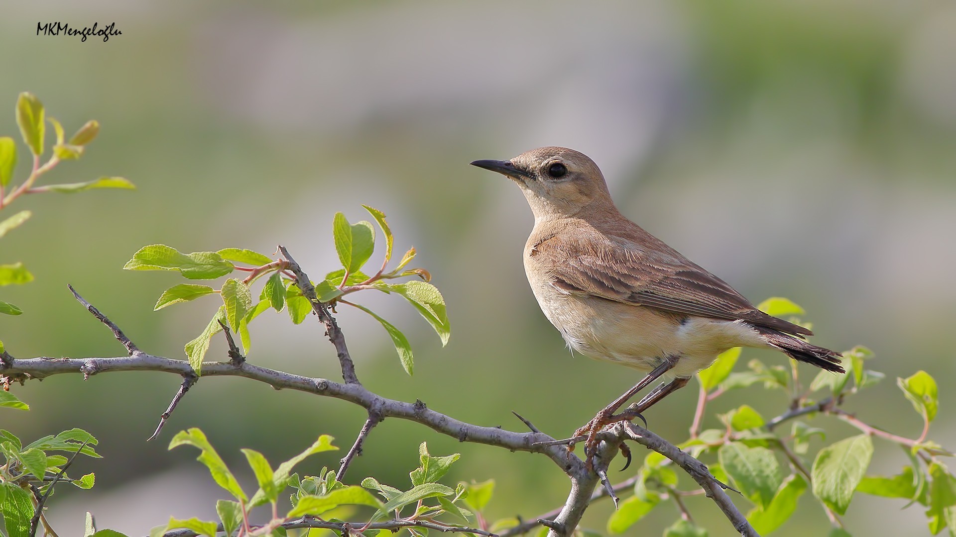 Northern Wheatear