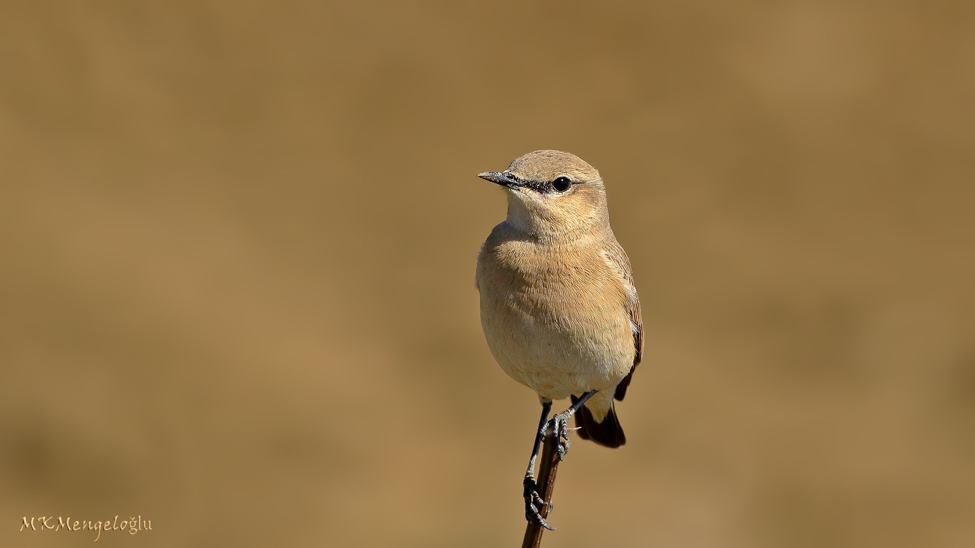 Isabelline Wheatear