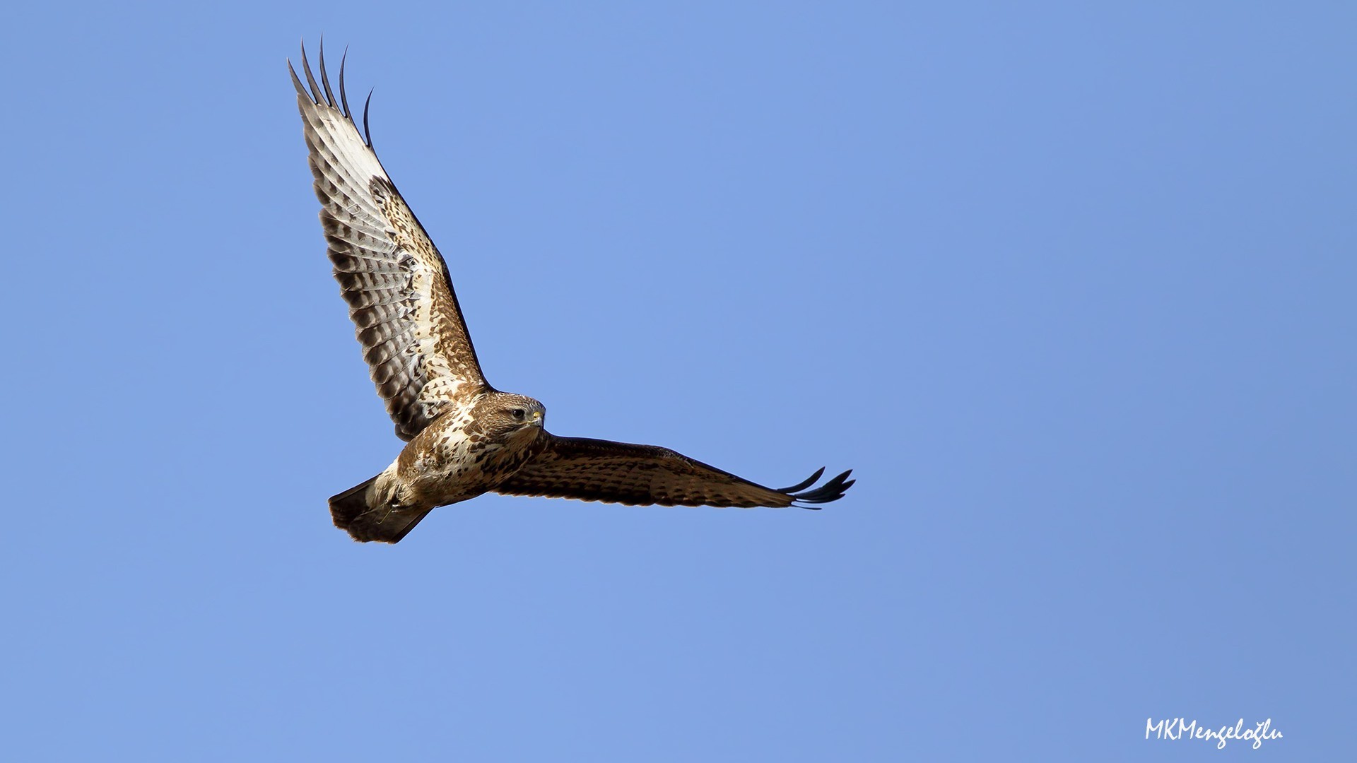 Common Buzzard