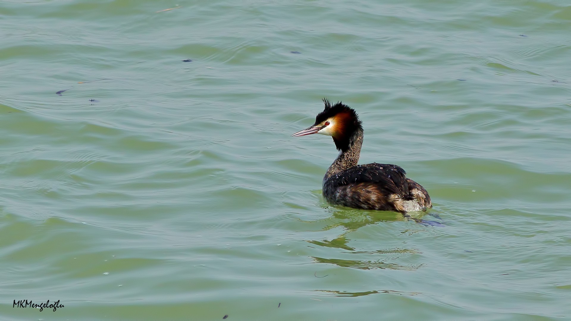 Great Crested Grebe