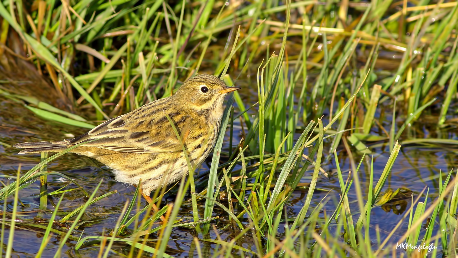 Meadow Pipit