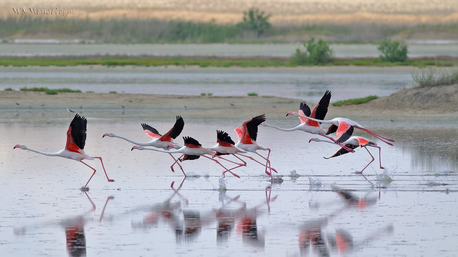 Greater Flamingo