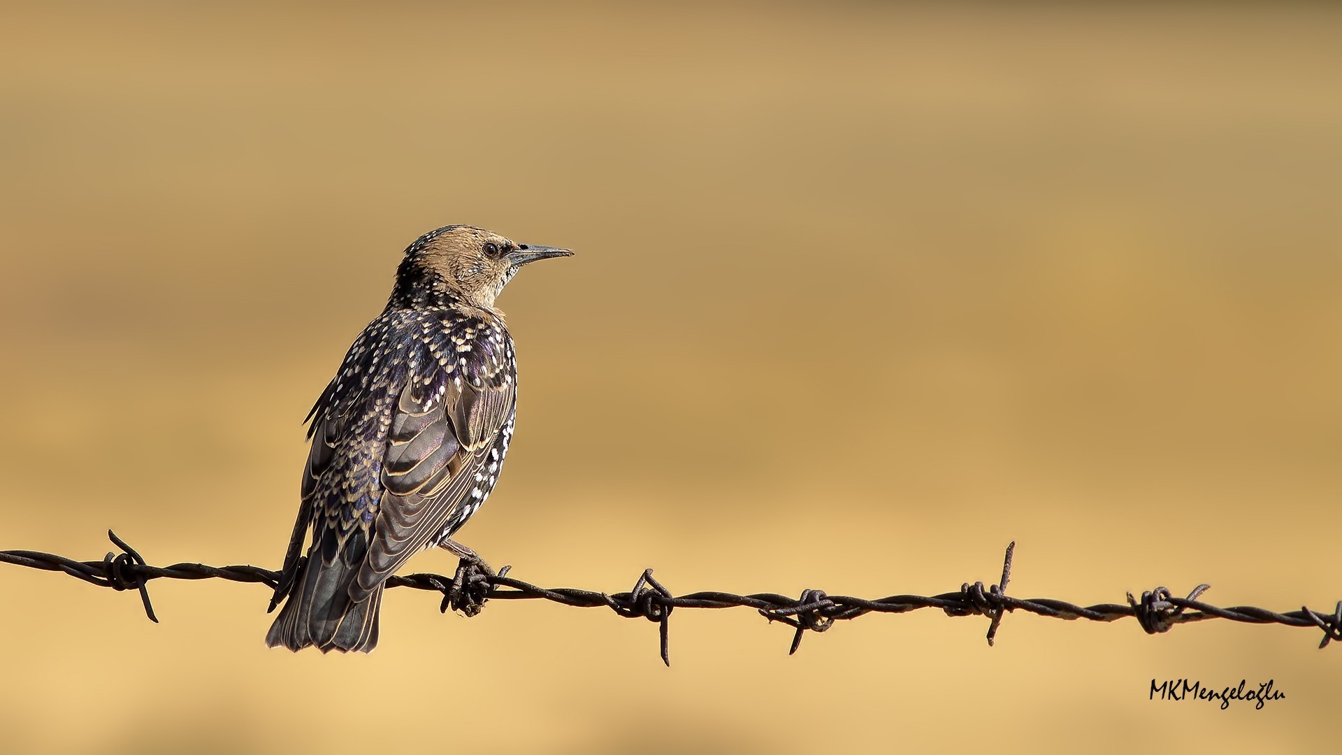 Common Starling