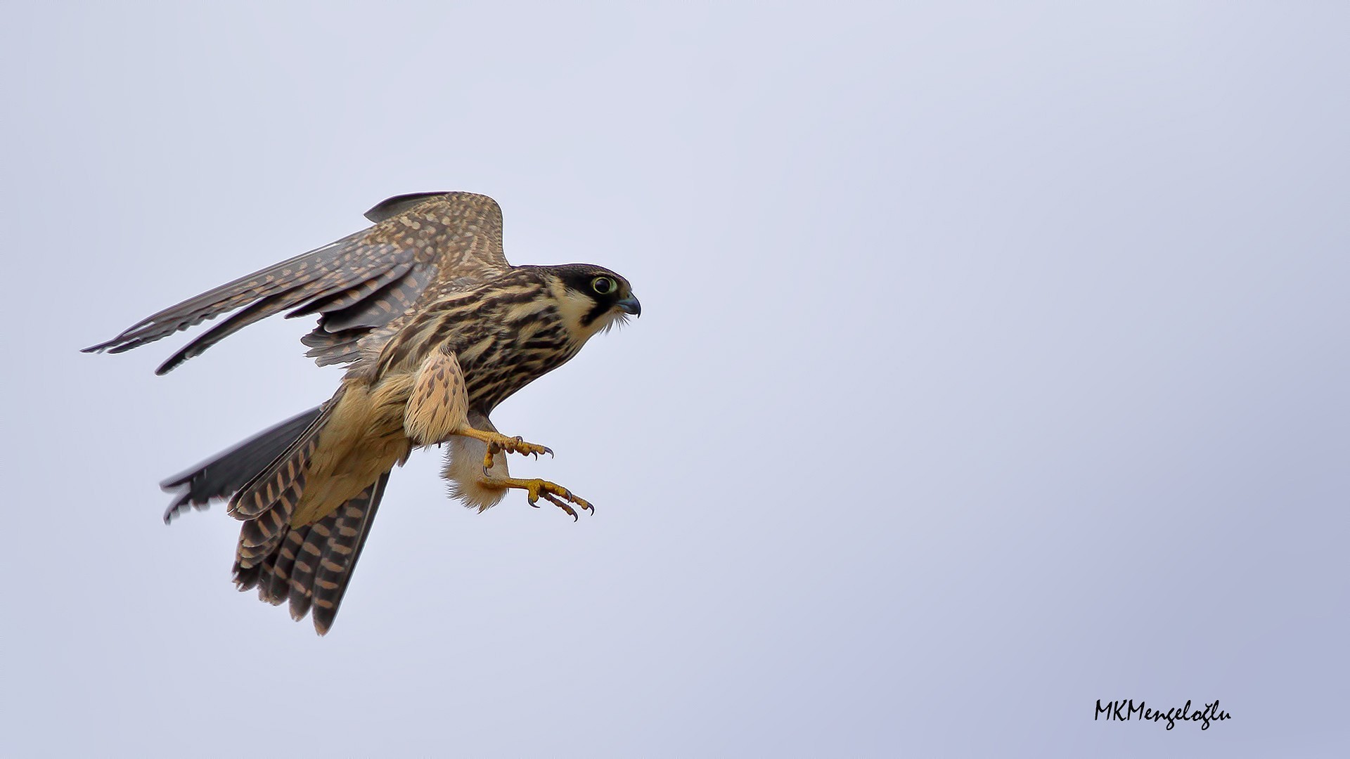 Eurasian Hobby