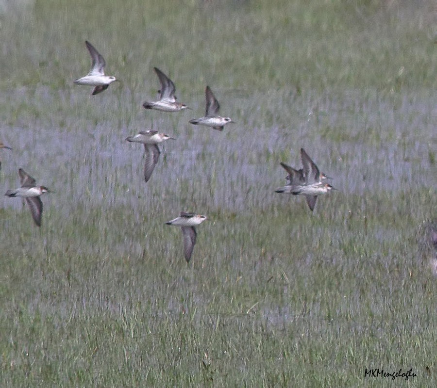 Red-necked Phalarope