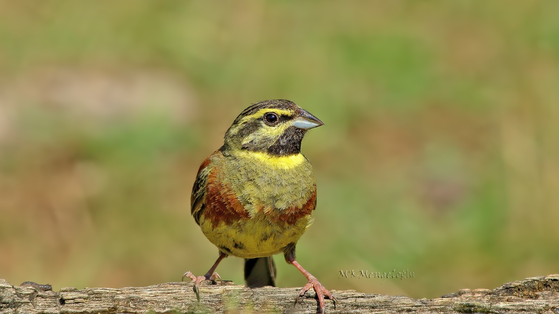 Cirl Bunting