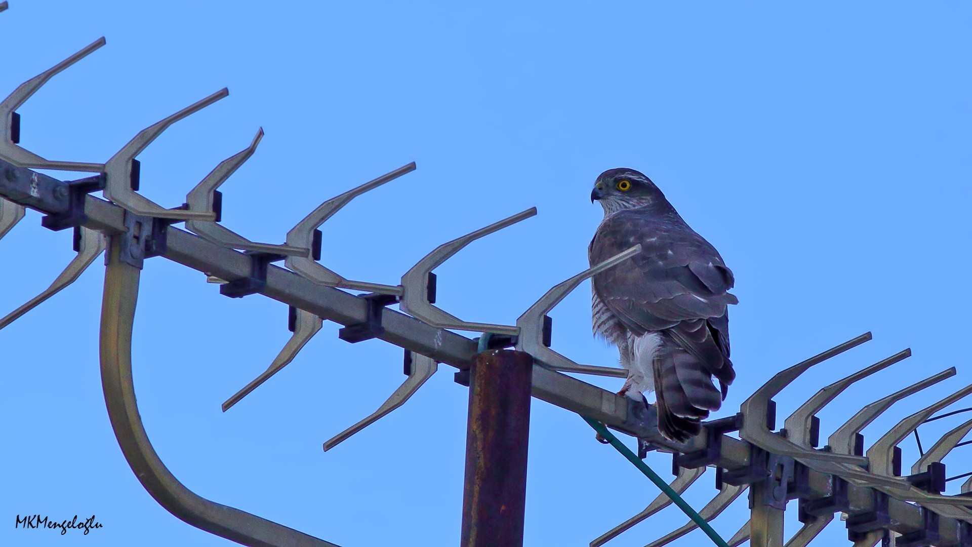 Eurasian Sparrowhawk