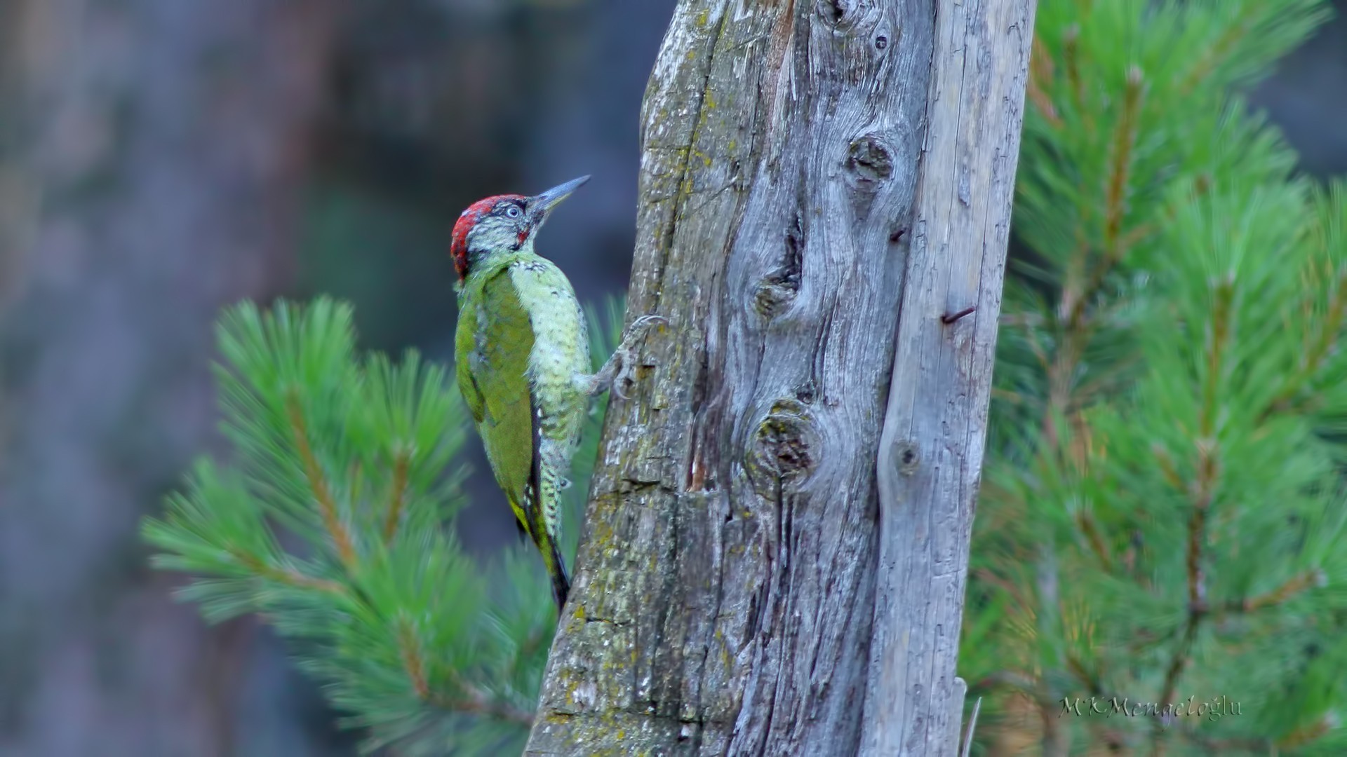 Eurasian Green Woodpecker