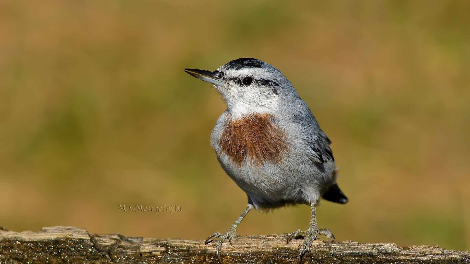 Krüper's Nuthatch