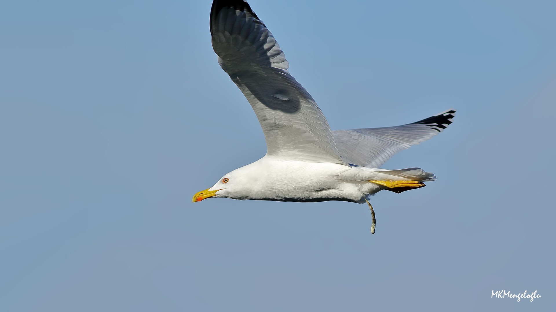 Yellow-legged Gull