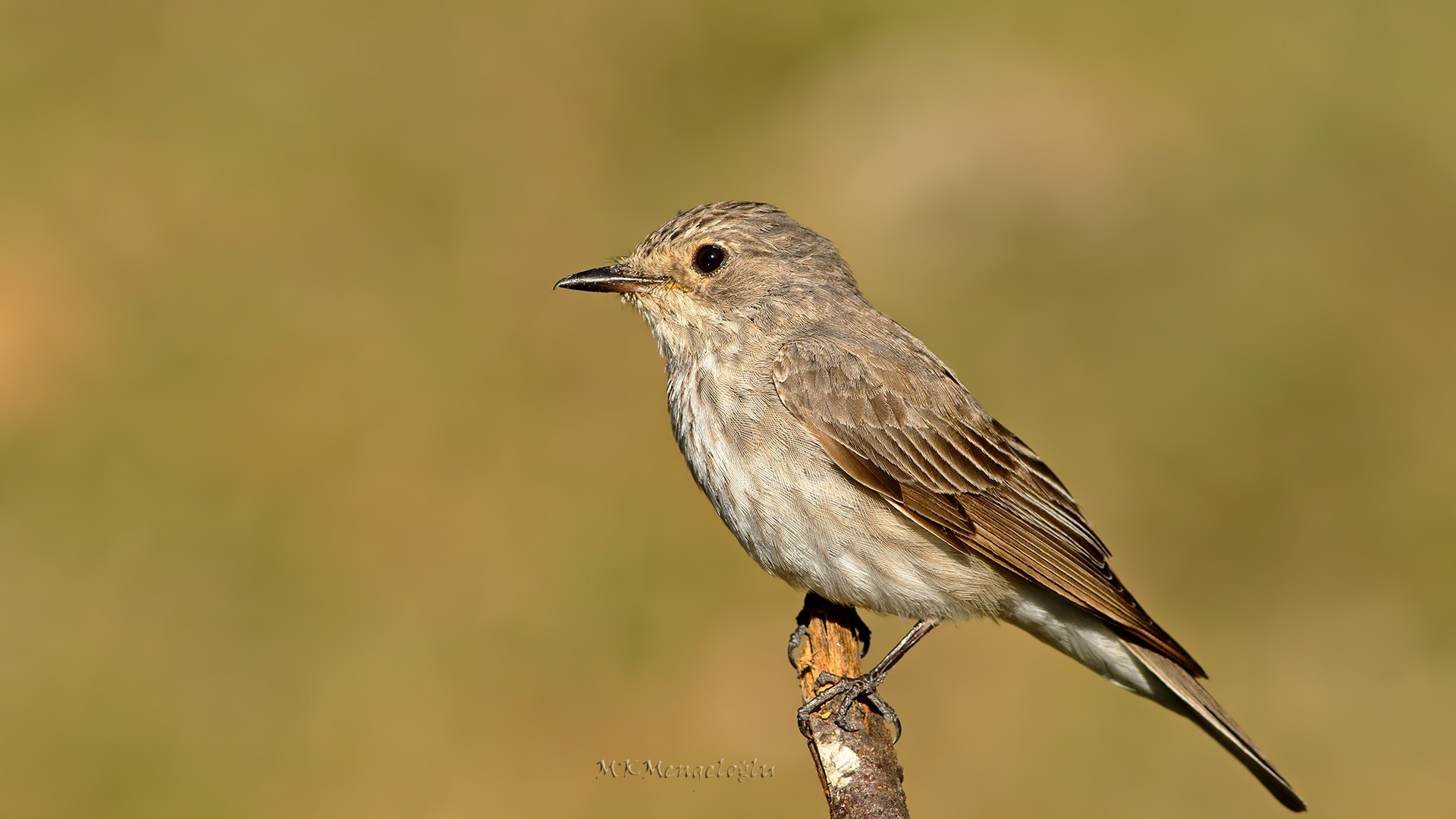 Spotted Flycatcher