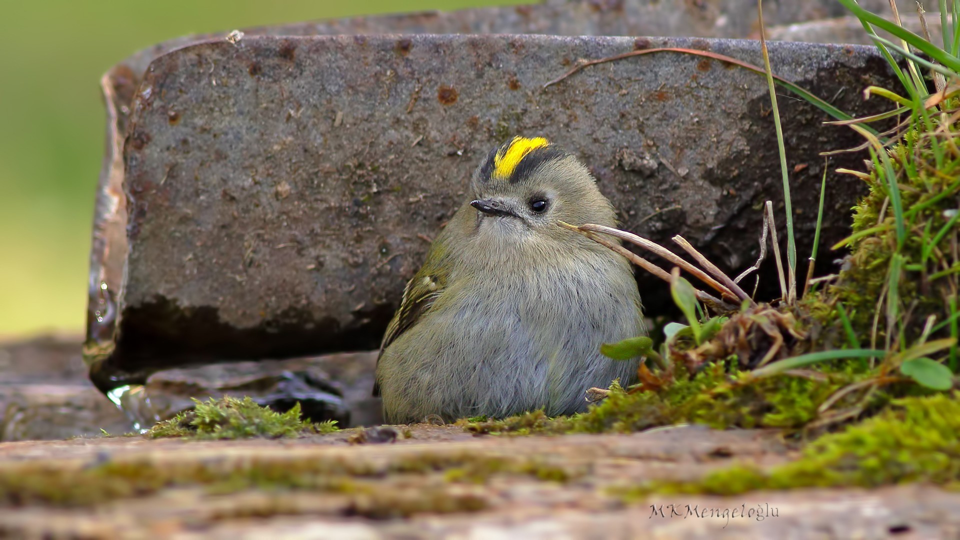 Goldcrest