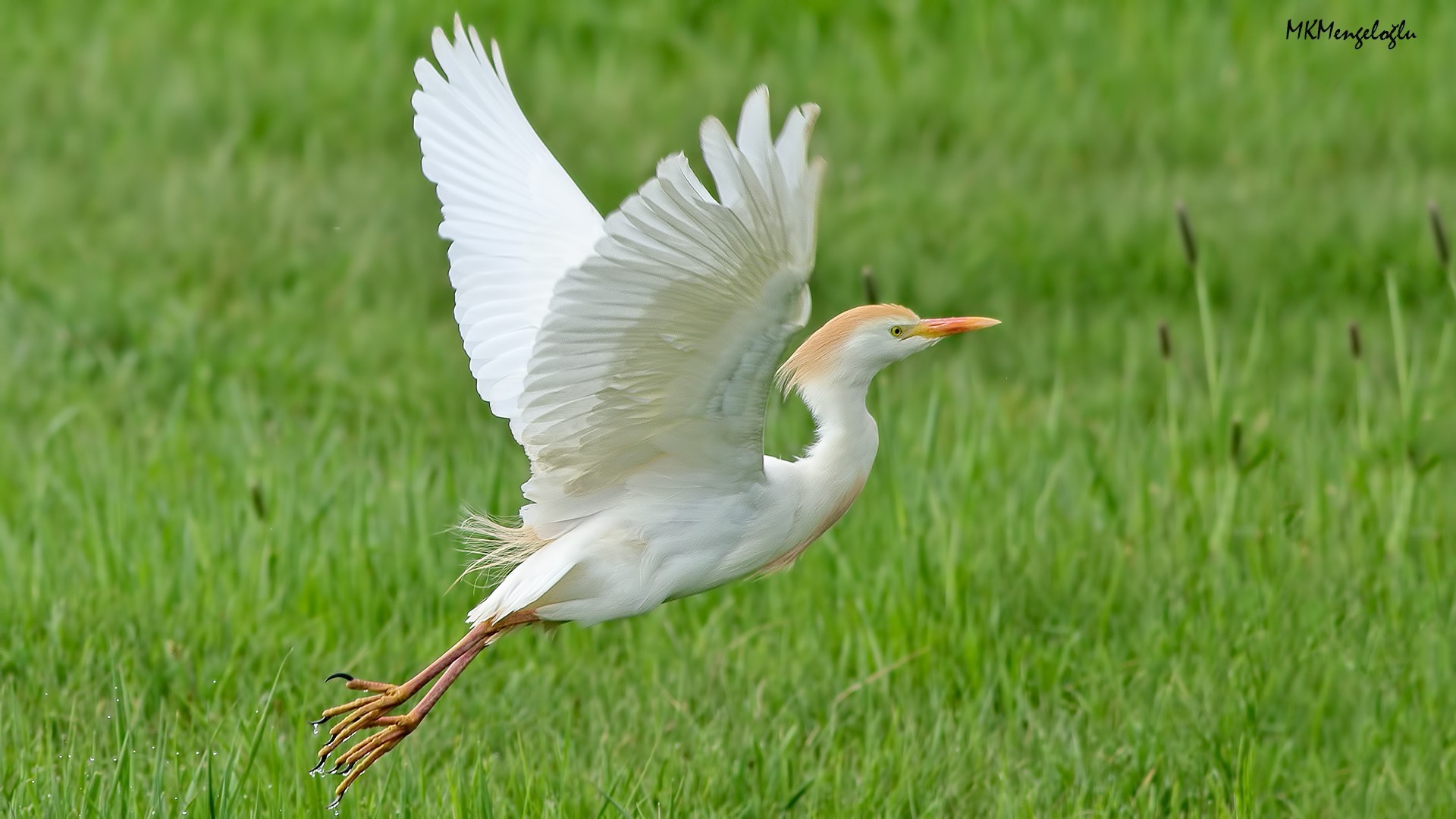 Cattle Egret