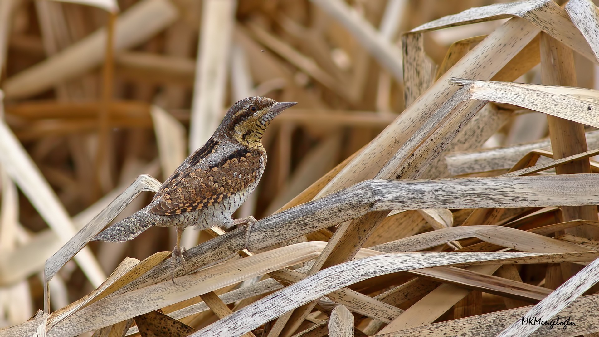 Eurasian Wryneck