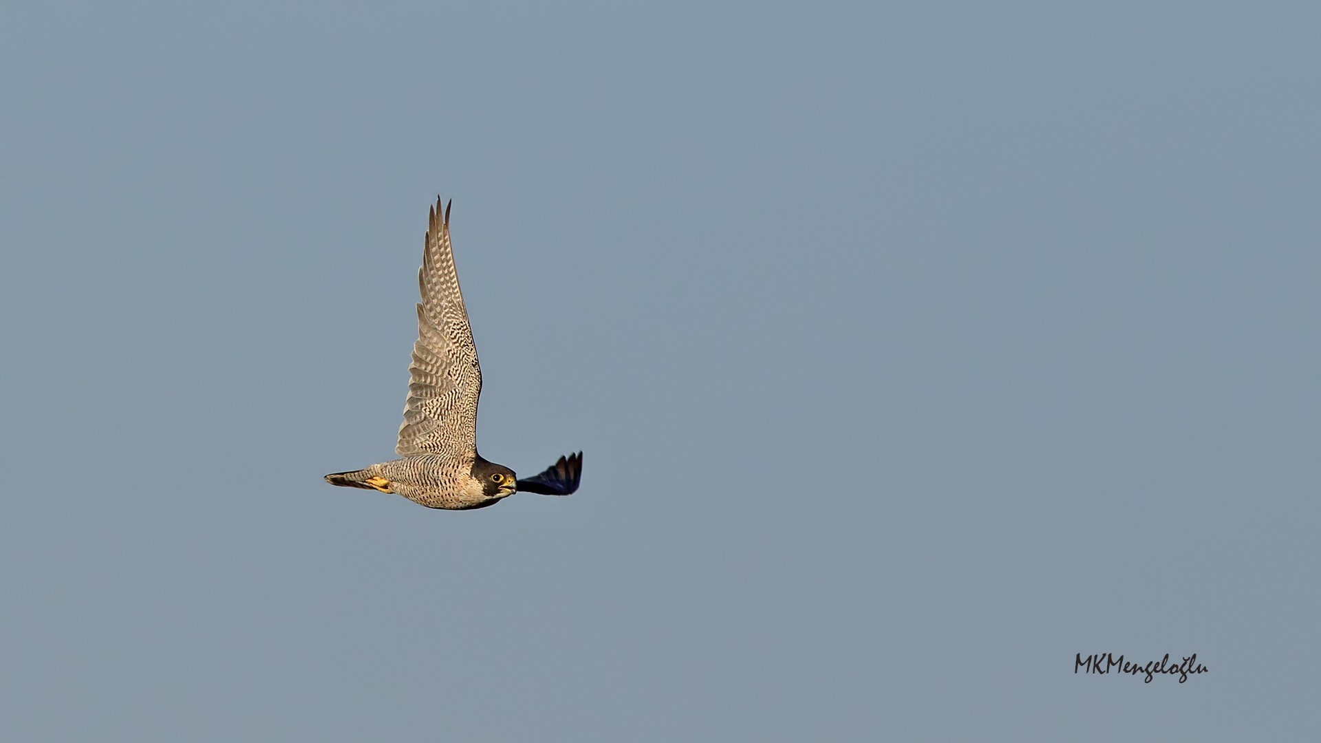 Peregrine Falcon