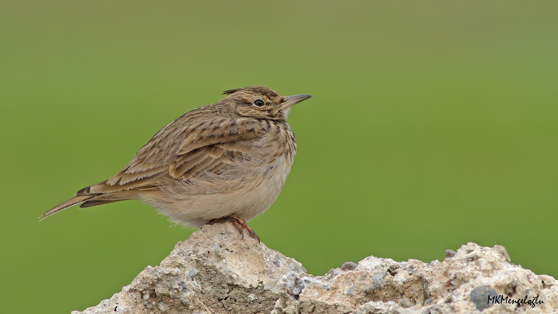Crested Lark