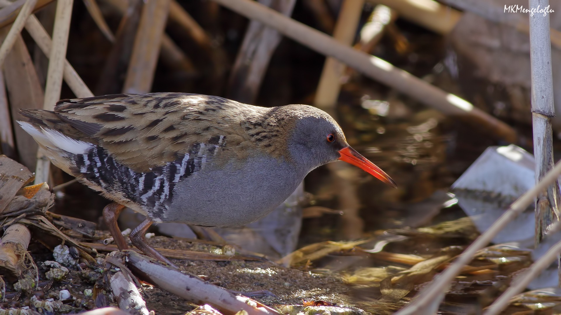 Water Rail