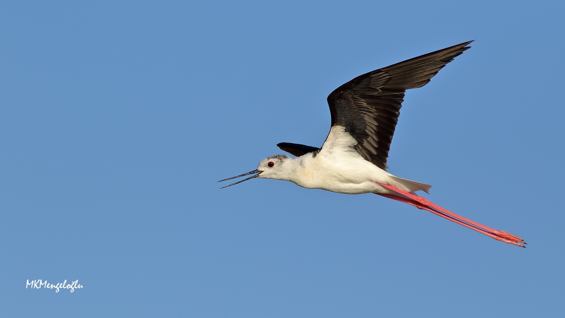 Black-winged Stilt