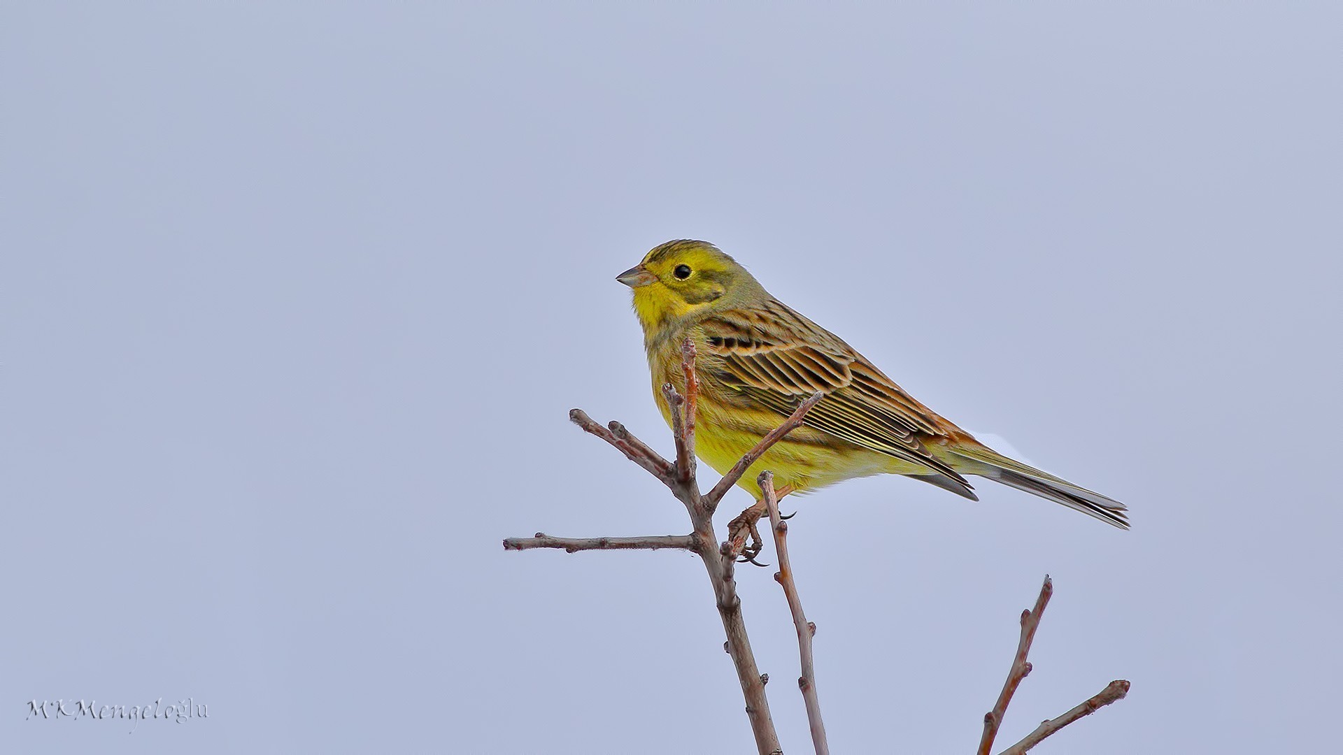 Yellowhammer