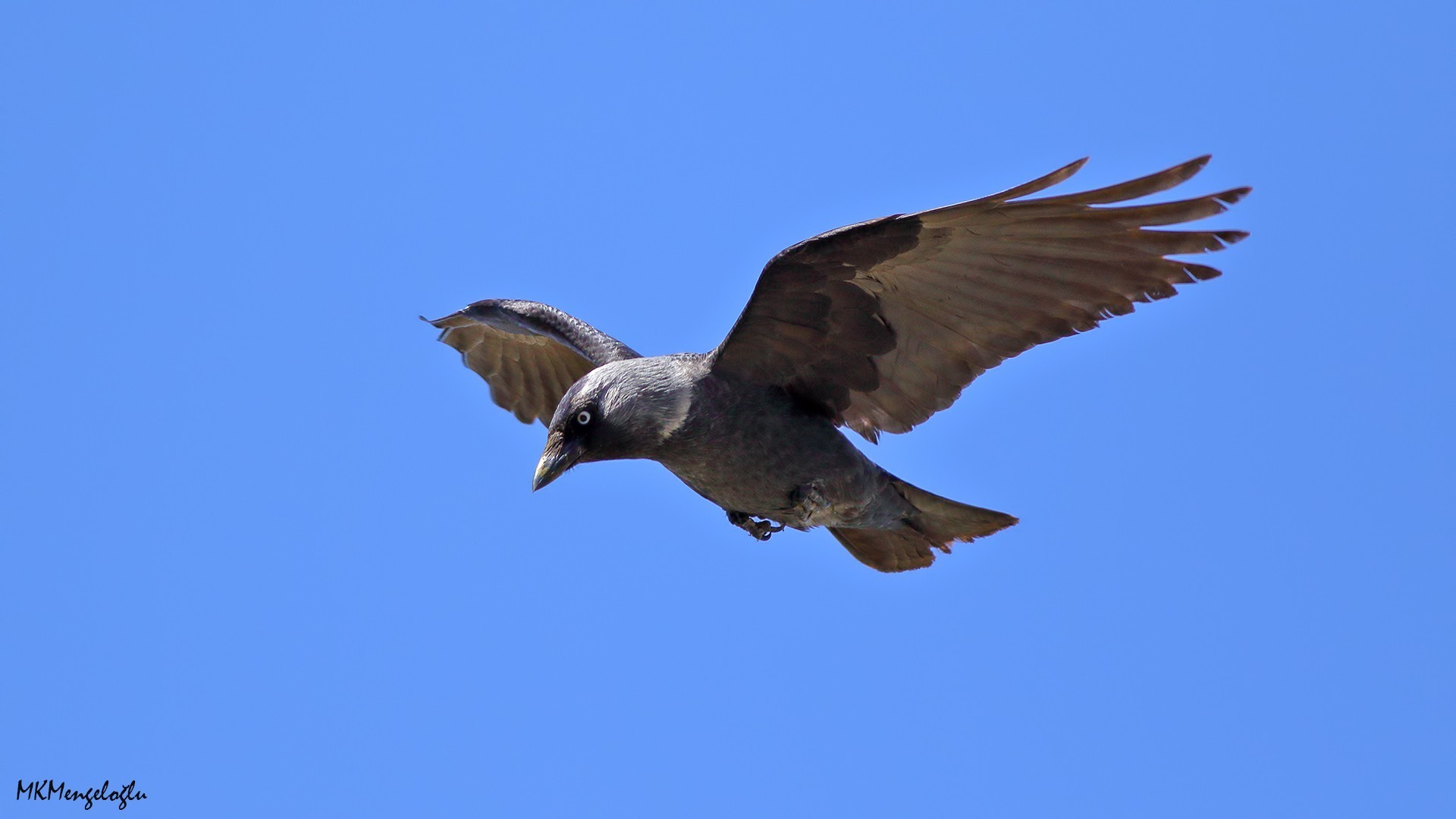 Eurasian Jackdaw