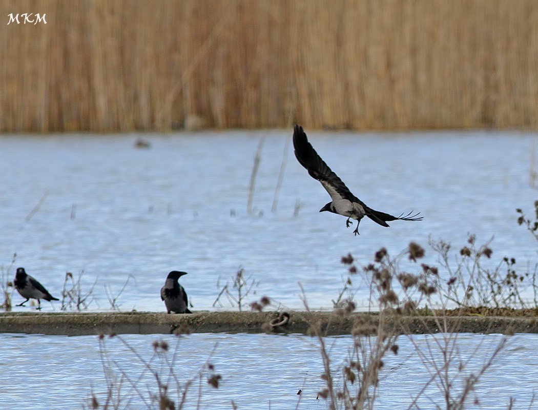 Hooded Crow