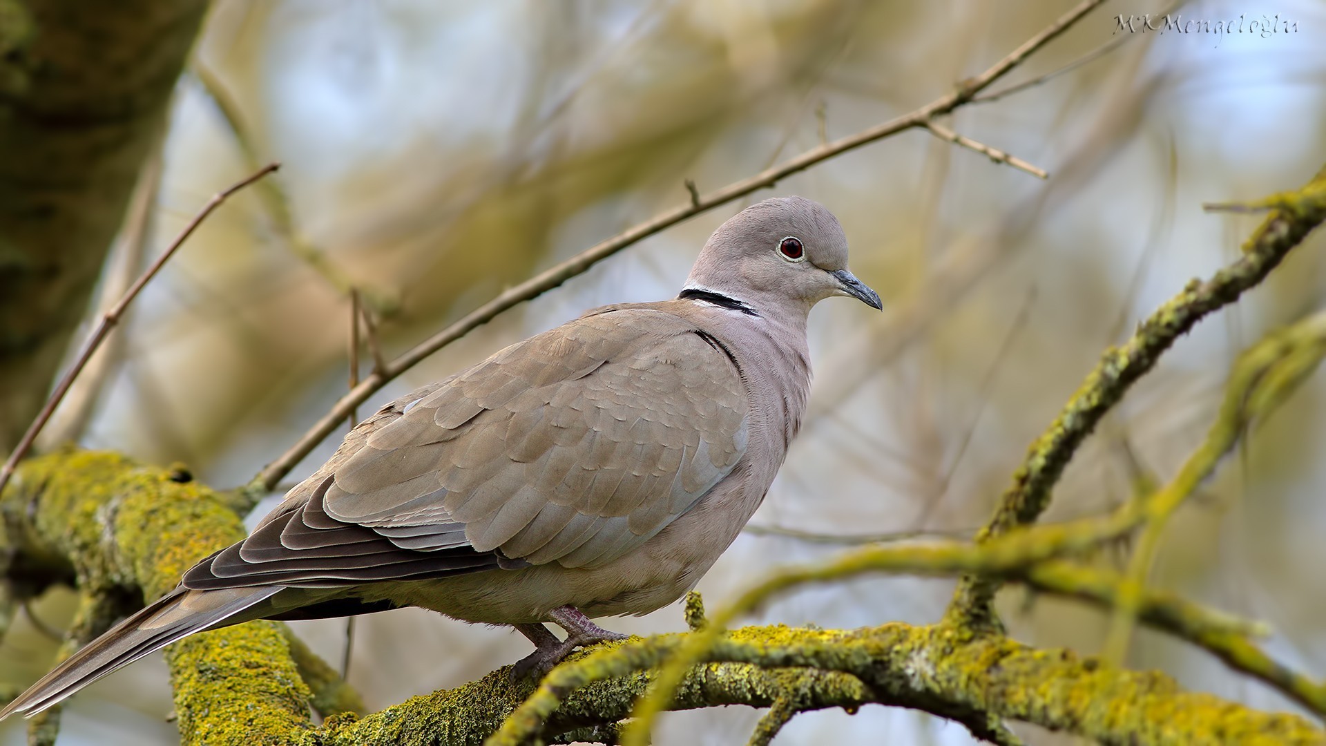 Eurasian Collared-Dove