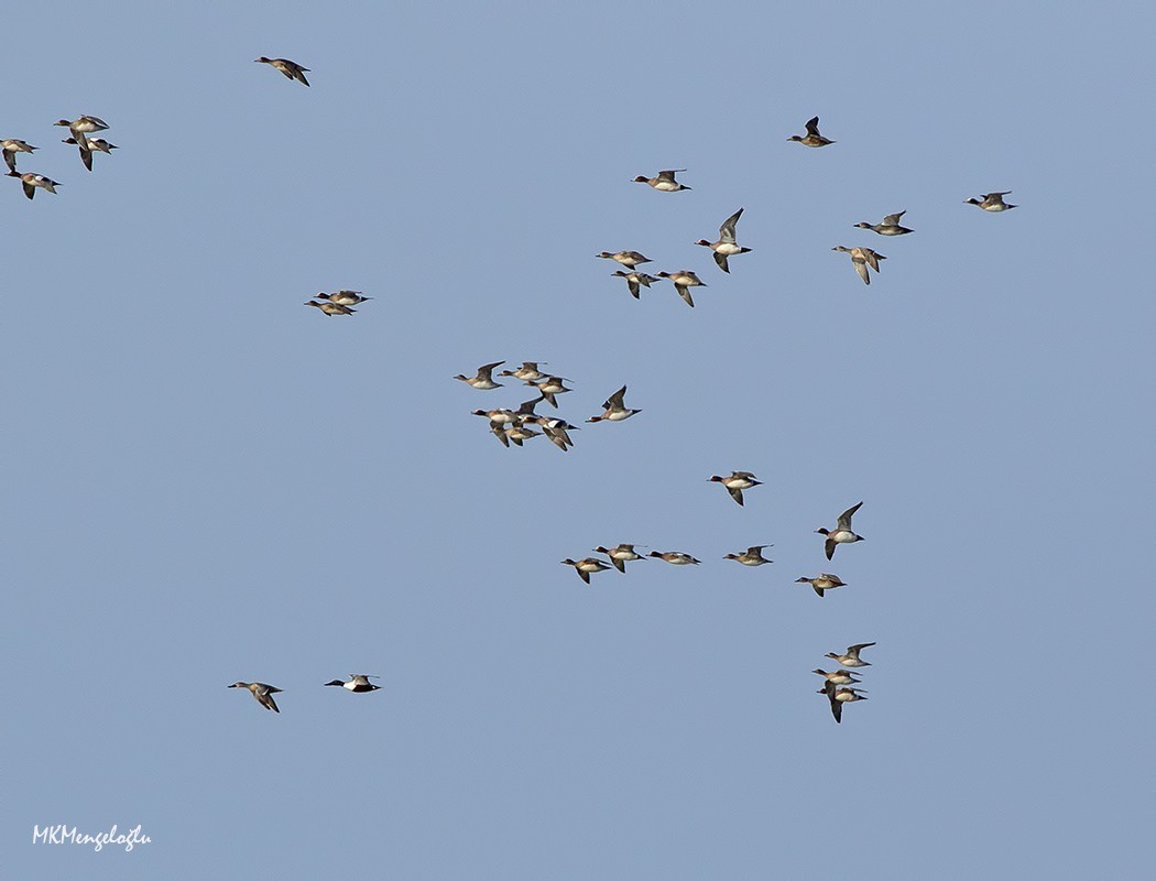 Eurasian Wigeon