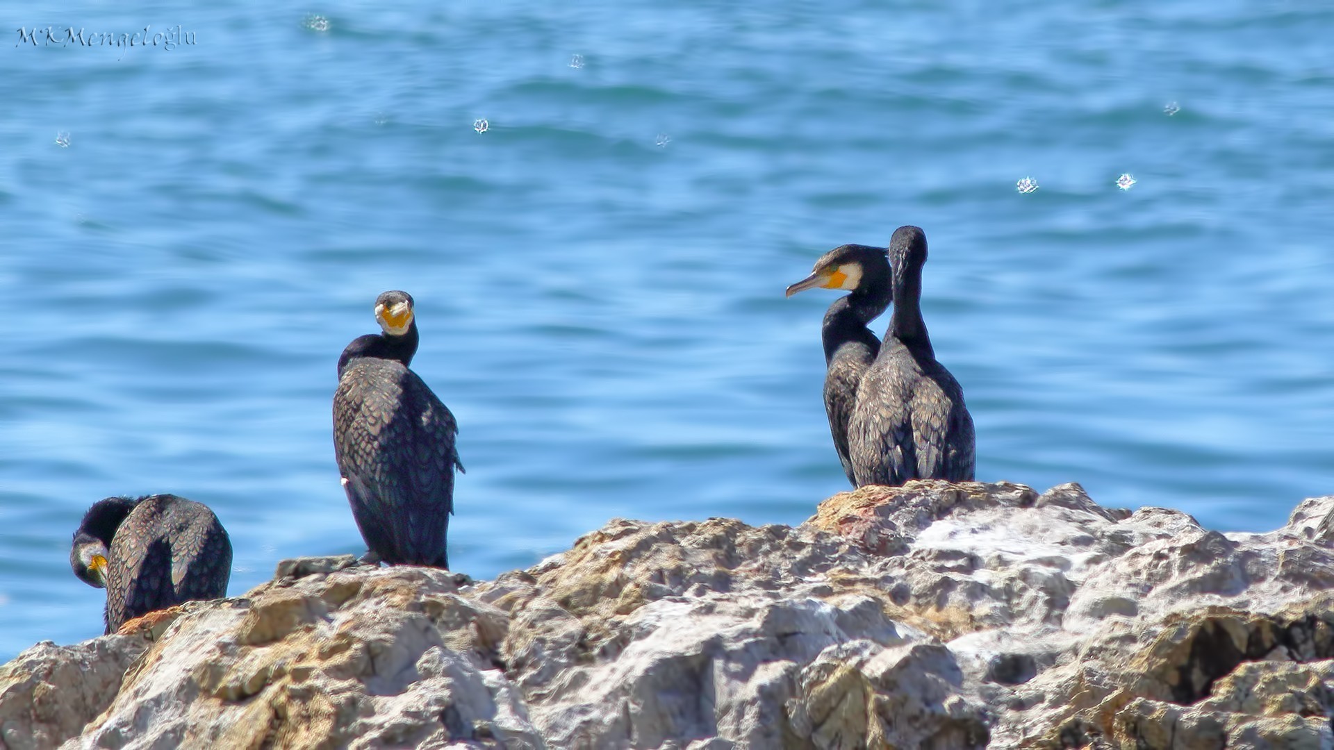 European Shag