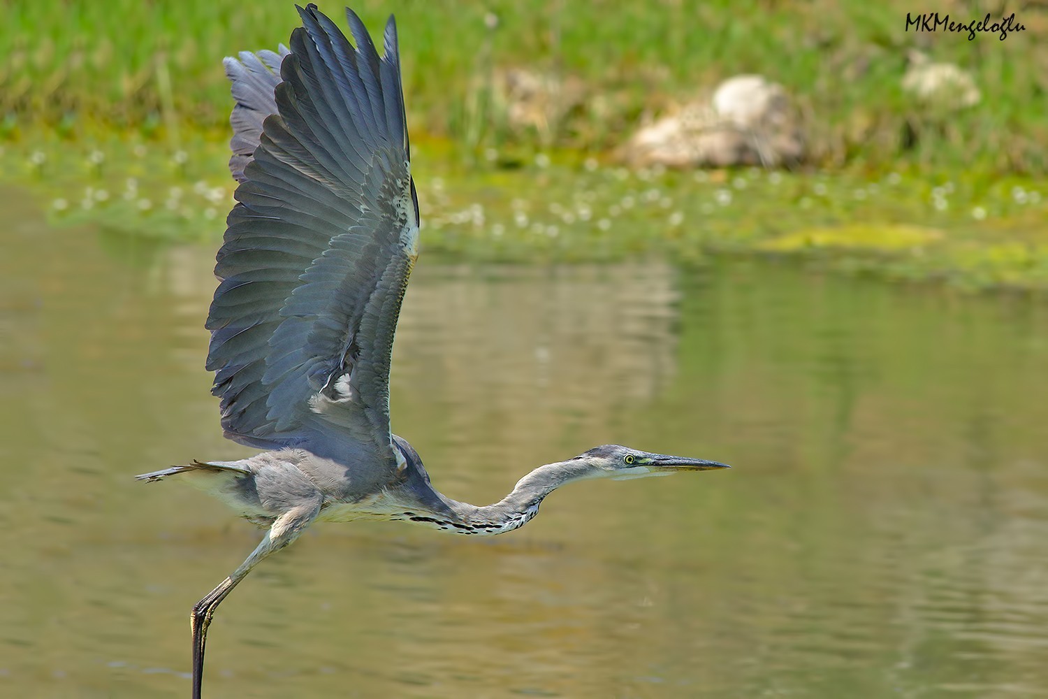 Grey Heron