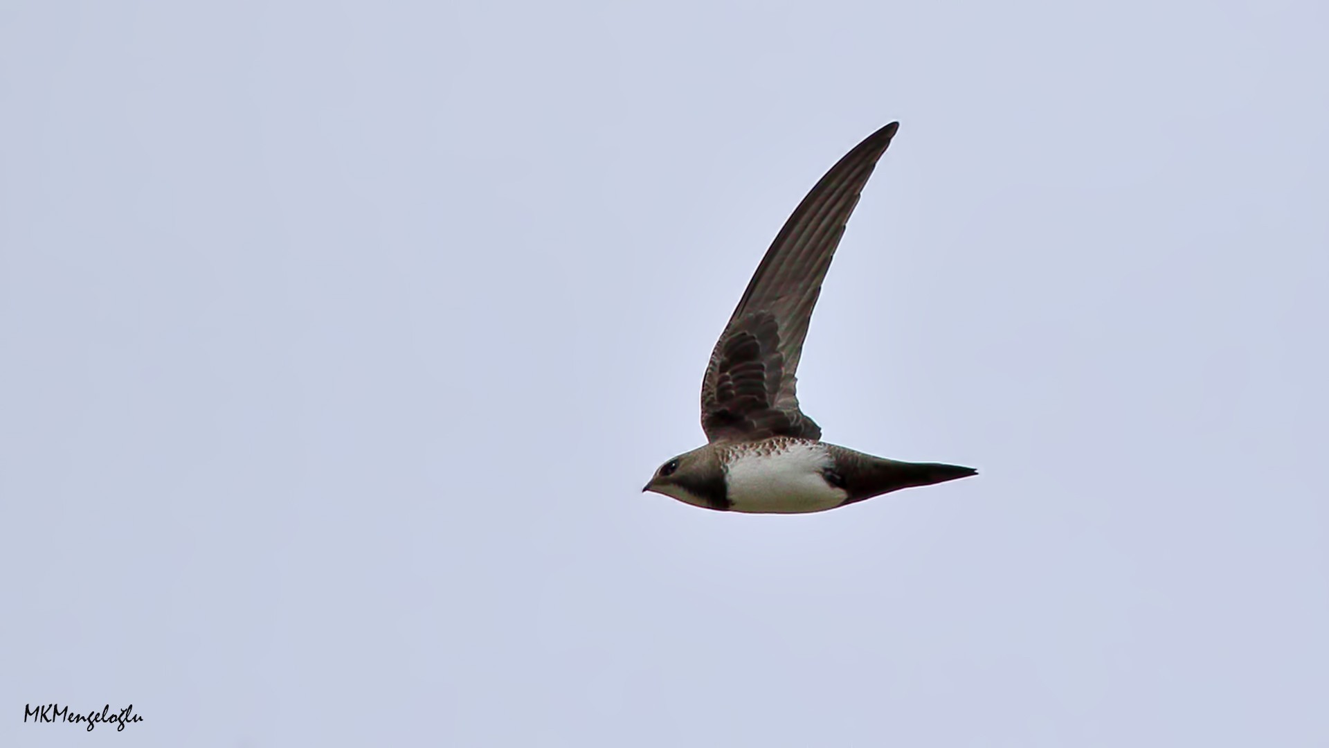 Alpine Swift