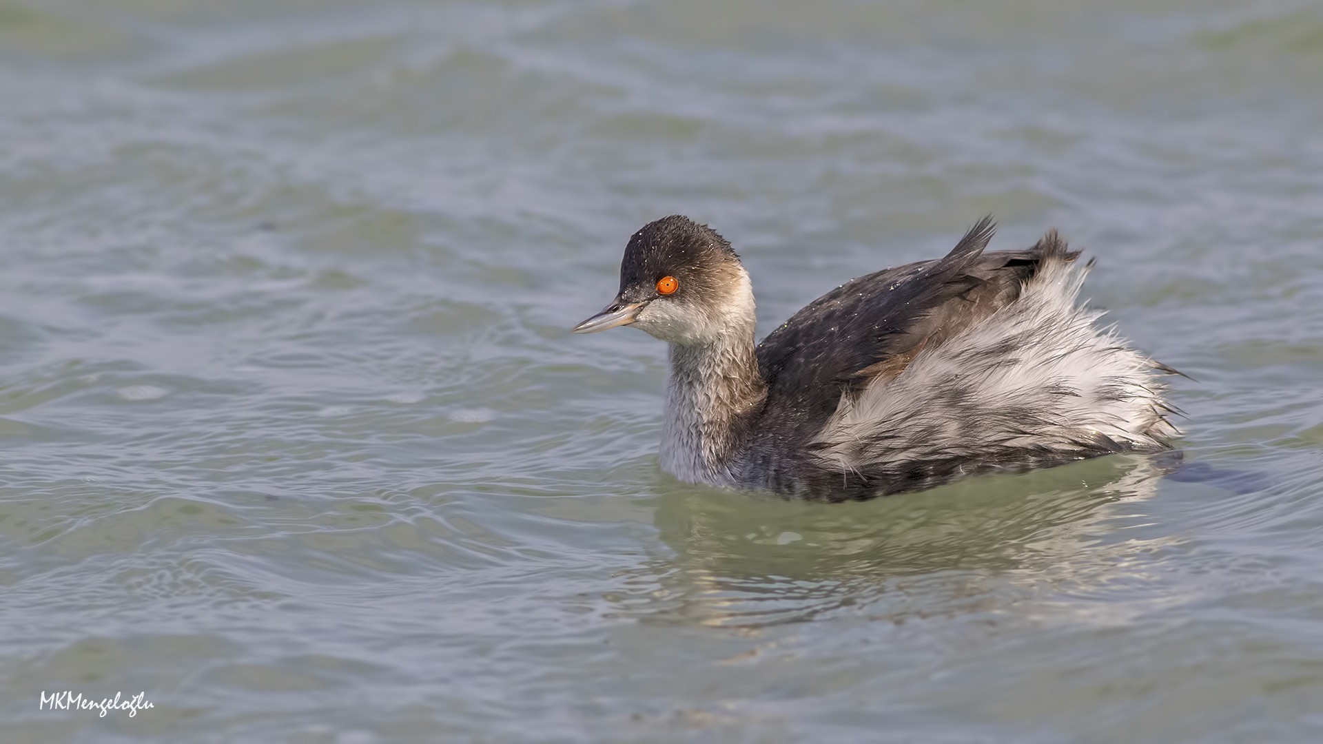 Black-necked Grebe