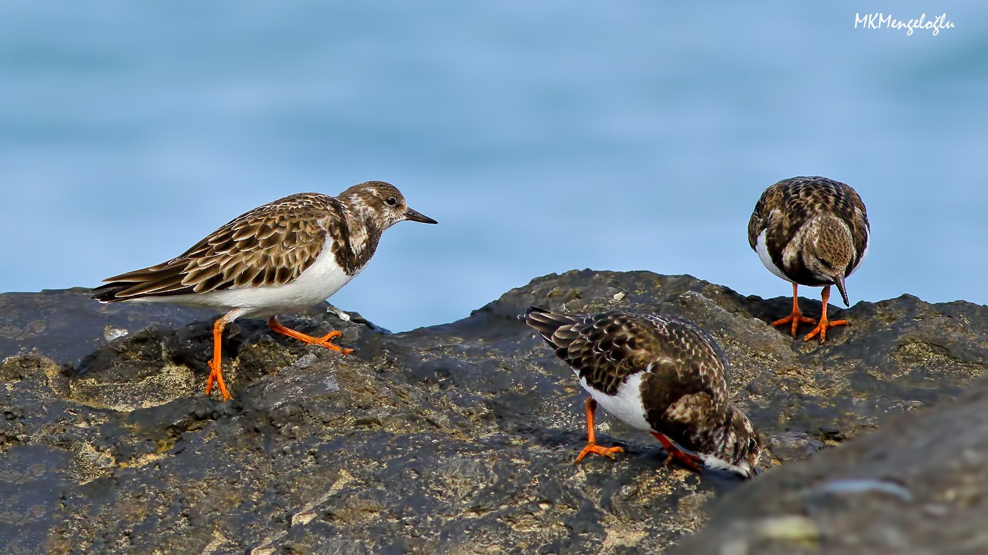Ruddy Turnstone