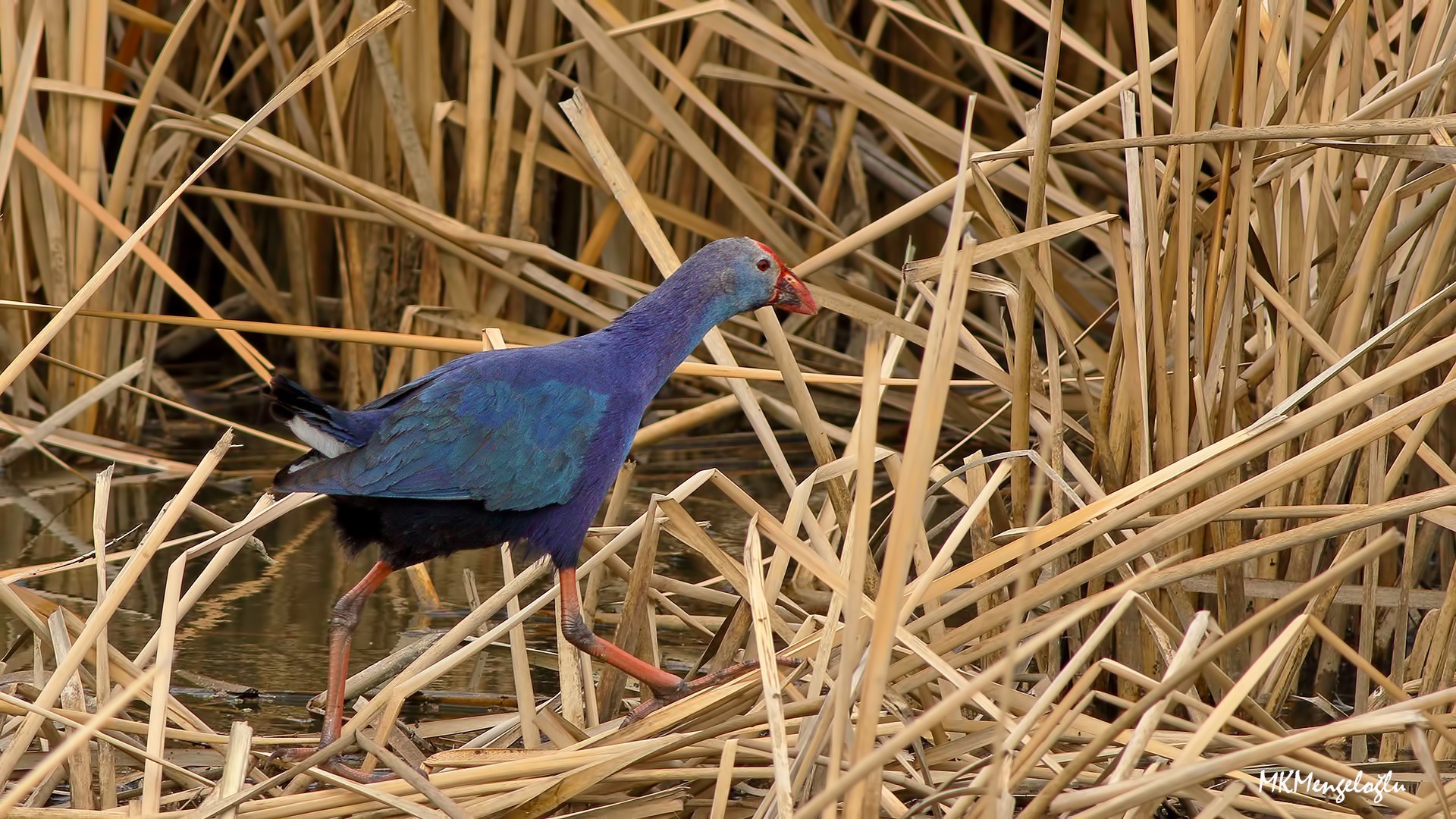 Western Swamphen